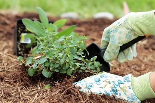 A close-up image showing a person's hands wearing gardening gloves, planting a small green shrub into a prepared bed of soil. The shrub has numerous oval-shaped, bright green leaves. The surrounding area features a wooden garden border, with mulch or bark chip ground cover, indicating a well-maintained garden space typical of a residential outdoor area. The background is slightly blurred but suggests grassy outdoor space with natural daylight, highlighting a gardening activity that enhances local garden landscaping services in Southgate for lawn and plant care. The environment appears tidy with a focus on planting and nurturing garden plants, reflecting professional gardening practices available locally, such as those offered by Lawn Mowing Southgate.
